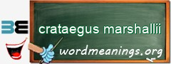 WordMeaning blackboard for crataegus marshallii